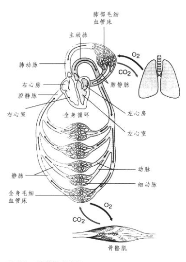  心血管系统概述